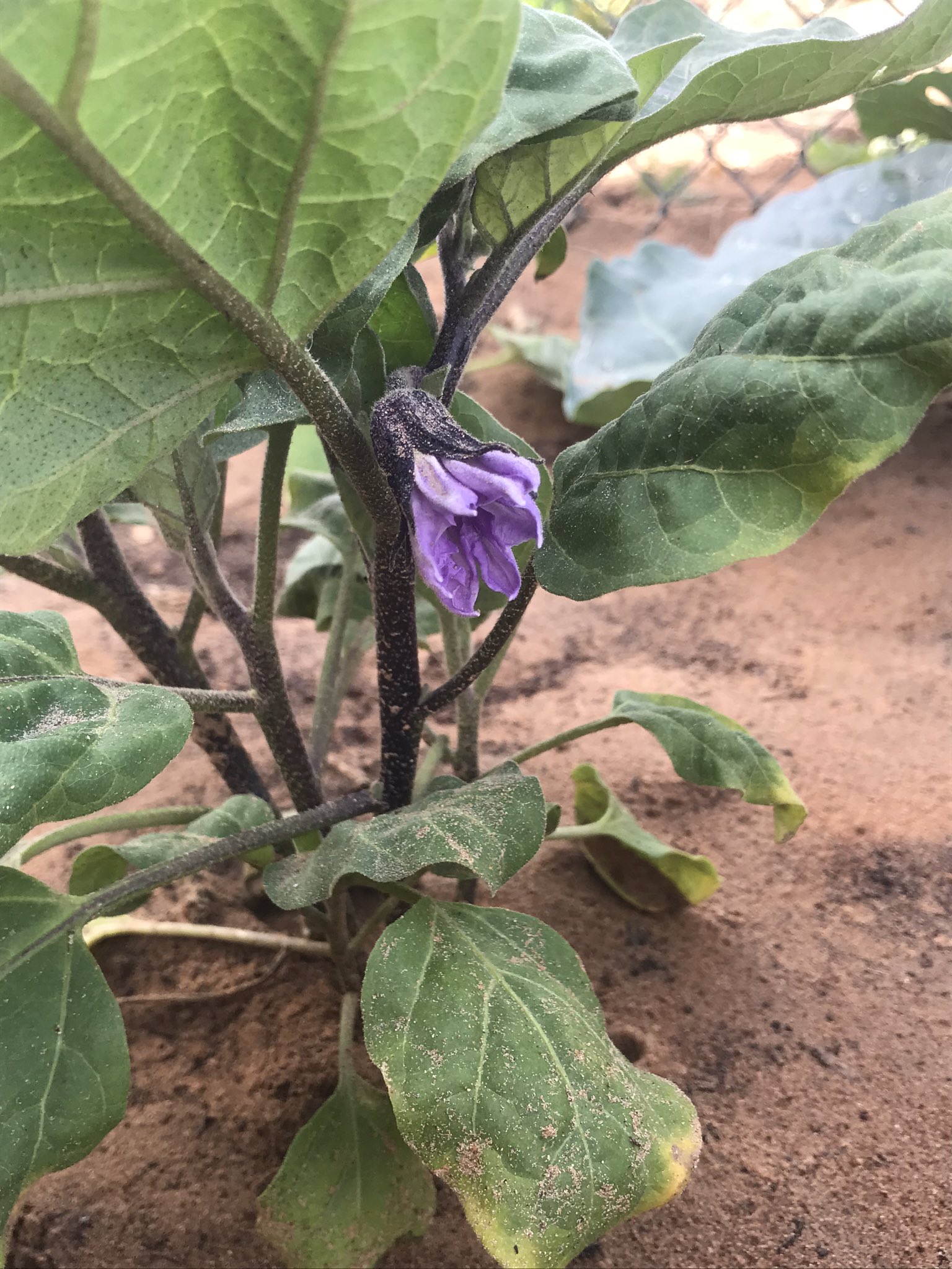 تويتر はなもも Hanamomo على تويتر 咲いたナスの花 始めるのが遅すぎたので 果たして実がなるかどうか アノコさん ナス 悲鳴あげてるからそこで毛繕いはやめてあげて T Co Zbv6joxrq7