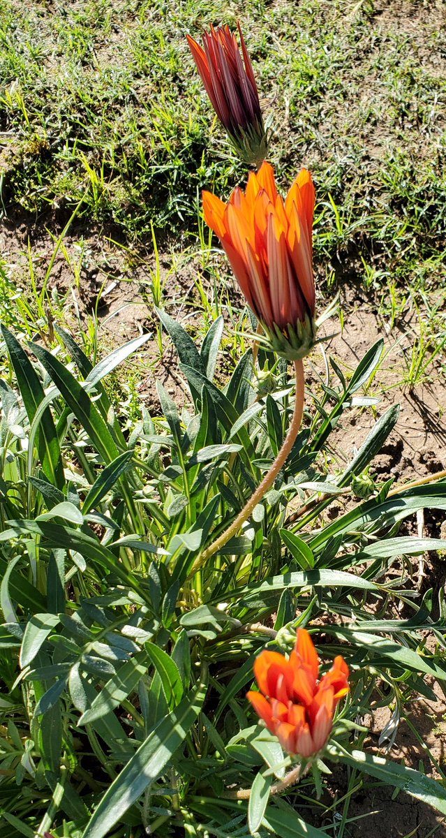 Good Morning,Came across these beautiful, some wild, some curated, spring flowers during the morning (isolated) walk in  #Islamabad,  #Pakistan  #flowers  #spring  #lockdown (See thread)...