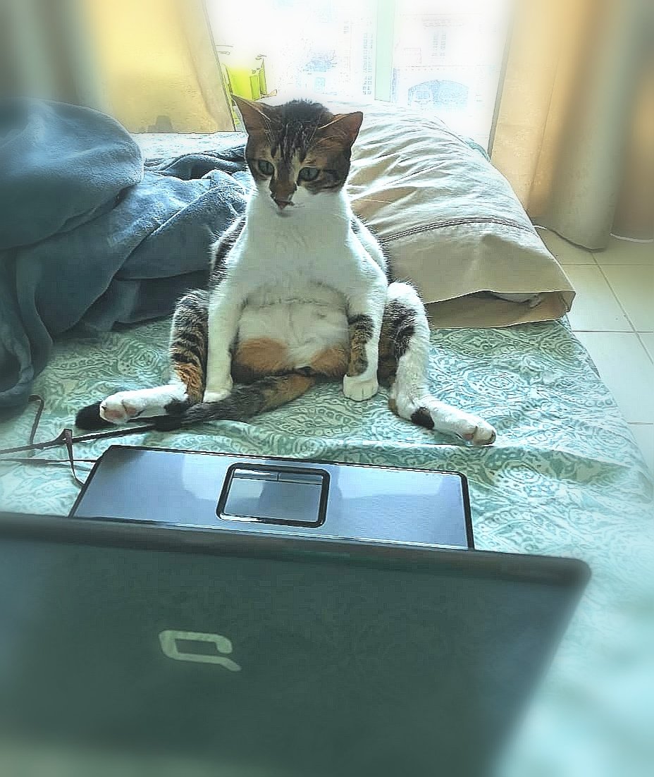 Max is busy right now, being the prez of catpany is not easy😂 <a href="/PurinaArabia/">Purina Arabia</a> #friskiesathome #EllenDeGeneres <a href="/RealGrumpyCat/">Grumpy Cat</a>