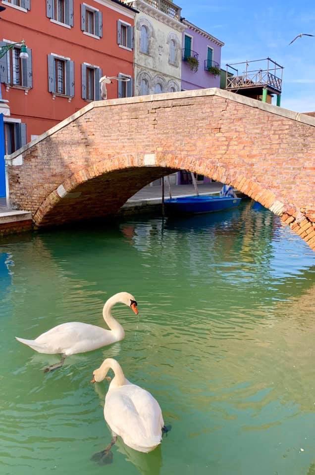 Venice swans have the canals all to themselves!