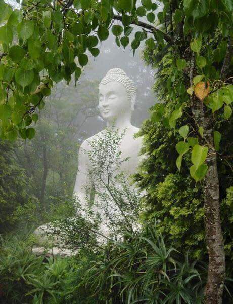 hemajitphukon's tweet photo. "We have 80 lakhs other species in our planet,10 lakhs species threatened with extinction due to one single homo sapiens species, since 1900".
"Nature also have its own healing system".
🌿🍂🍃🌏

#PeaceForNature 
#BuddhaforPeace 
@UN @UNEP @IPBES @UNBiodiversity https://t.co/LlV5AHKpxU