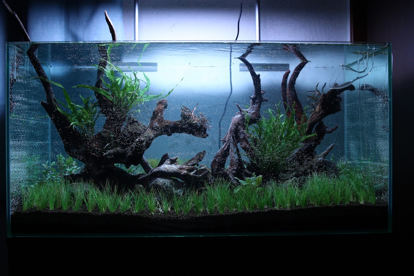 アクアリウム博士ニキ 90cm水槽立ち上げや W 照明はchihiros Rgb Vivid フィルターはeheim 2271 底床はマスターソイルネクストと自作のオリジナルパワーサンドや W ノ アクアリウム T Co Gkb3wucypf Twitter