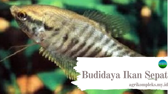 agrikompleks's tweet photo. Cara Budidaya Ikan Sepat yang Lengkap Dan Mudah Untuk Diterapkan https://t.co/CqulHW8zTV #Budidaya #pertanianindonesiamaju #Tipspertanian #Pertanian #Agribisnis #Infoagribisnis #Bisnis #Perikanan #Peternakan https://t.co/gaFDJ7w1qd