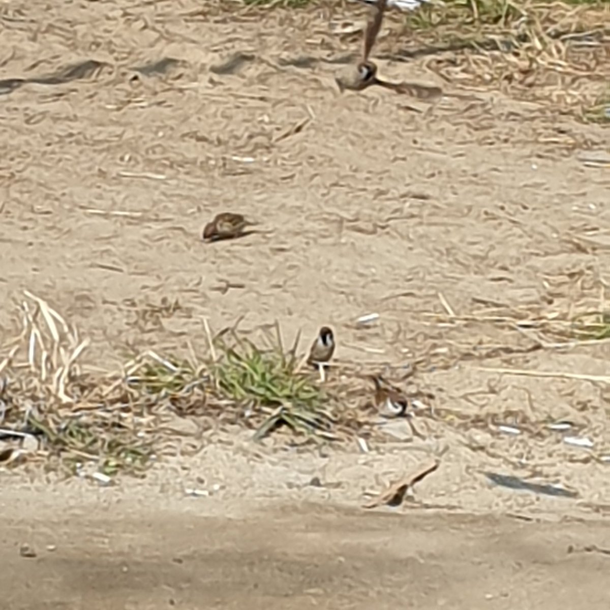 참새들이 참 여유롭게 모이를 먹고있네요
ㅠ

난 언젠나 여유있을까,   흐흐