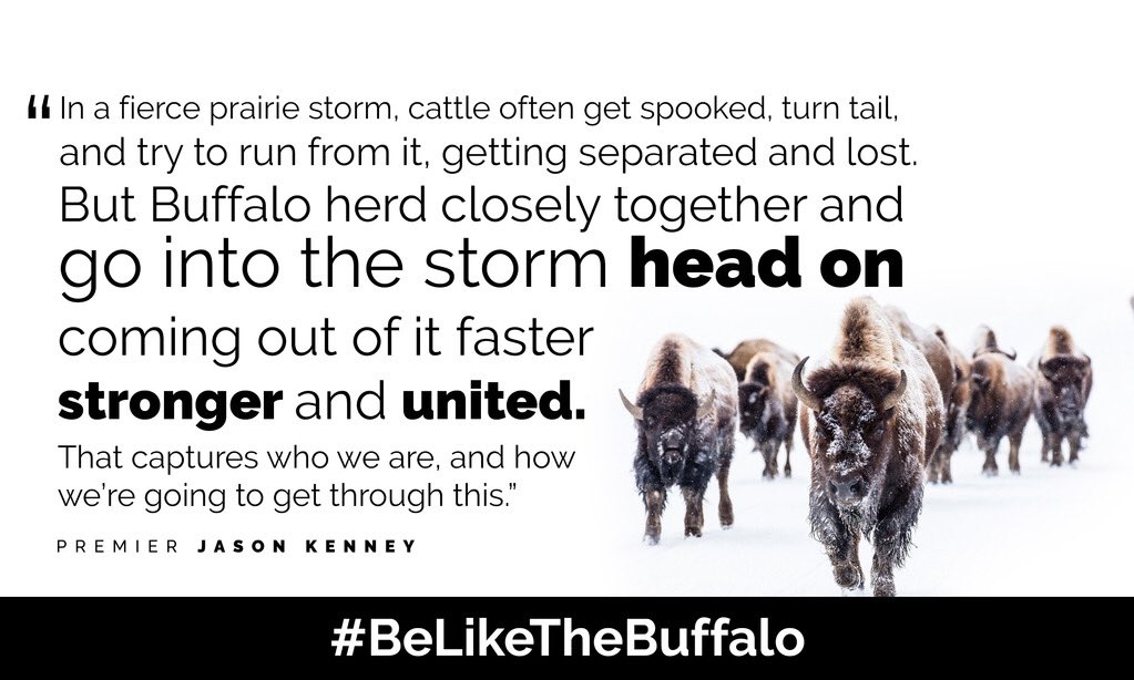 Be The Buffalo Quote Jason Kenney 🇺🇦 On Twitter: "In A Fierce Prairie Storm, Cattle Often Get  Spooked, Turn Tail & Run From It. But Buffalo Herd Closely Together And Go  Into The Storm Head On,