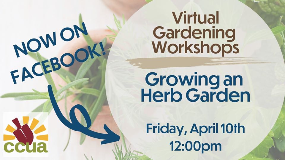 Join us tomorrow at noon, for a workshop all about growing an herb garden! Carrie will walk you through how to plant herbs, care for them and how to trim them and use them with cooking!