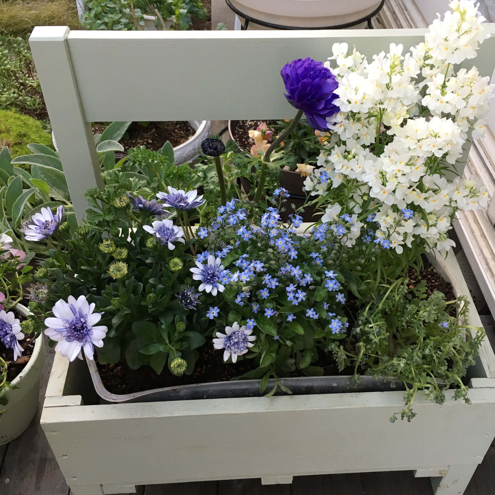 Rina 右下のネモフィラはじつは2代目 ポットのまま寄せ鉢してた時はたくさん咲いて綺麗だったのに3 21に植え替えして水やりしたら多かったみたいで徒長して萎れて復活せず 先週買い直したもの 乾燥気味を好むみたいなので一度に水あげ過ぎないよう注意