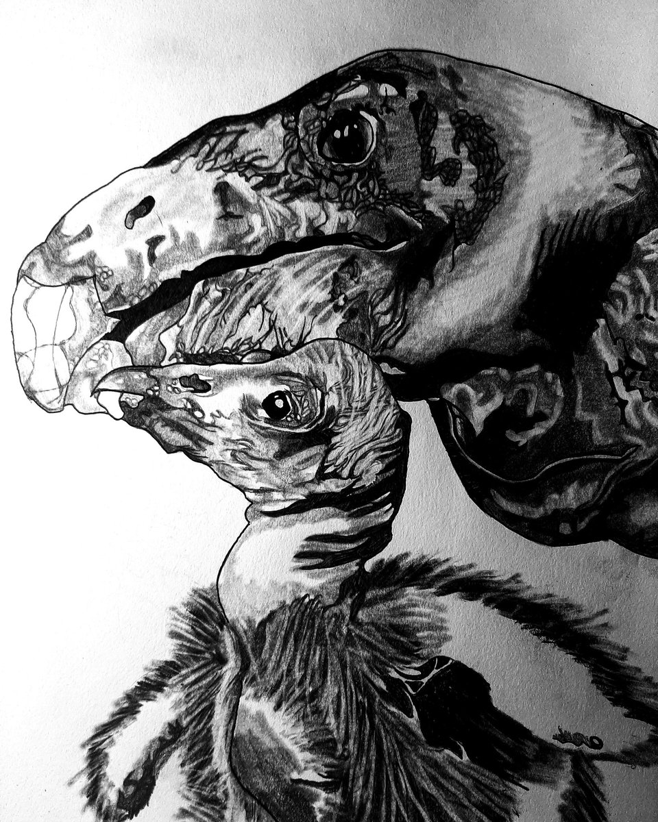 California condor chick being fed by condor feeding puppet condor #art #artist #artwork #drawing #draw #sketch #sketchbook #sketching #graphiteart #graphite #pencildrawing #pencilsketch #animal #animals #bird #birds #birdlovers #condor #californiacondor #californiacondorlove