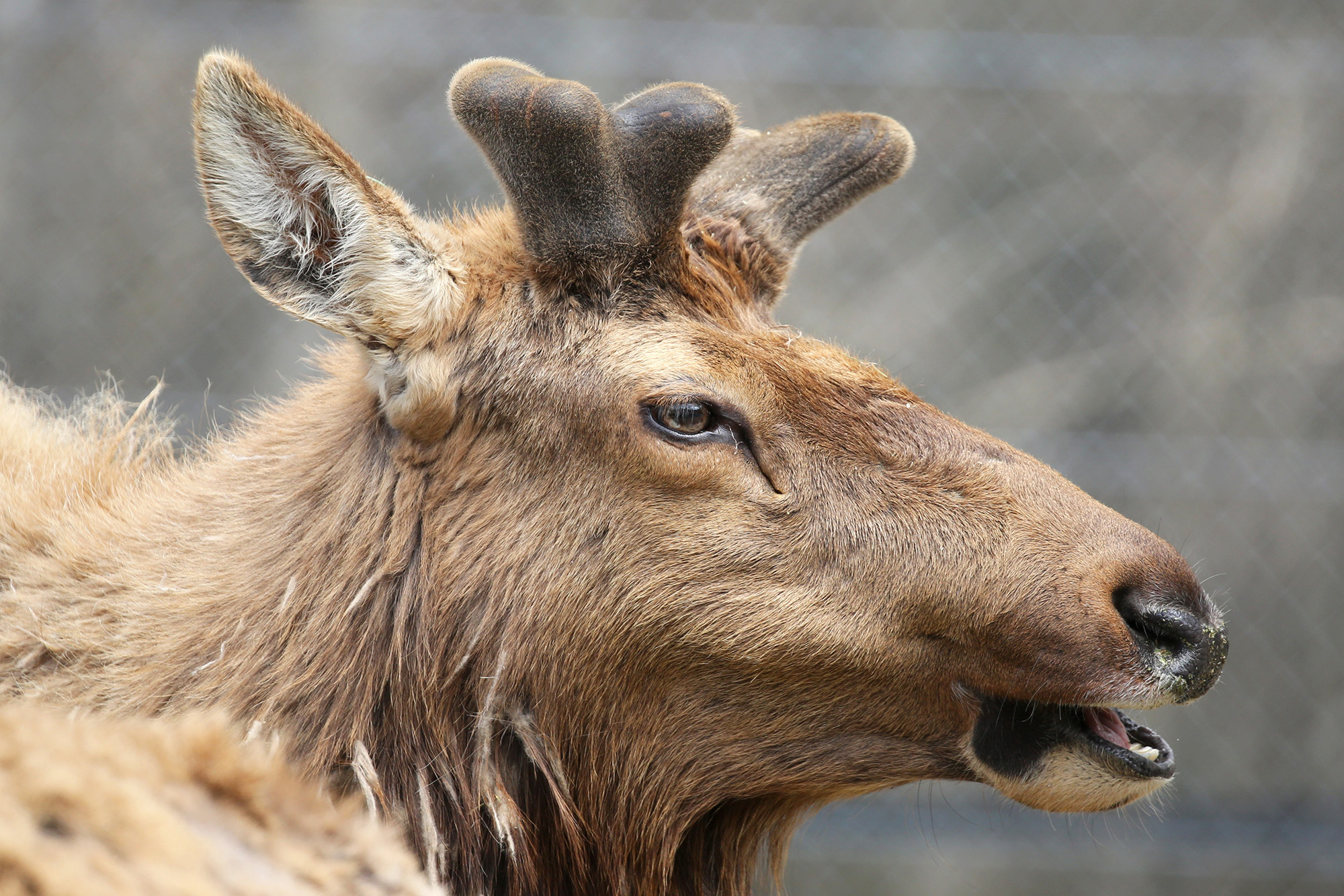 富士サファリパーク公式 季節によって異なる シカの角 春はモコモコっとした 袋角 が特徴 シカの角は毎年生え変わる 今の時期は抜け落ちた後 すでに次の角が生え始めている ワピチ 富士サファリパーク T Co Hypvfpbgnv T Co