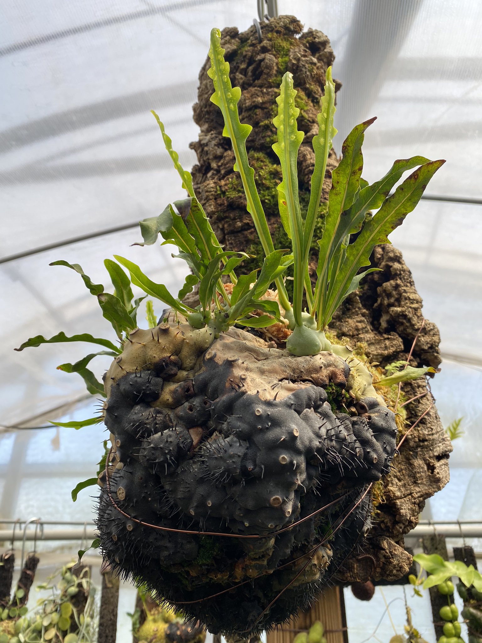 アリ植物 lecanopteris crustacea 珍種 伊藤アリ農園タグ