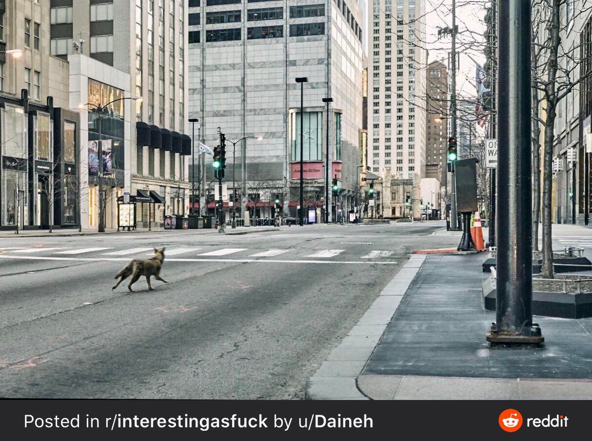 Here’s a Coyote on Michigan Avenue in Chicago IL
