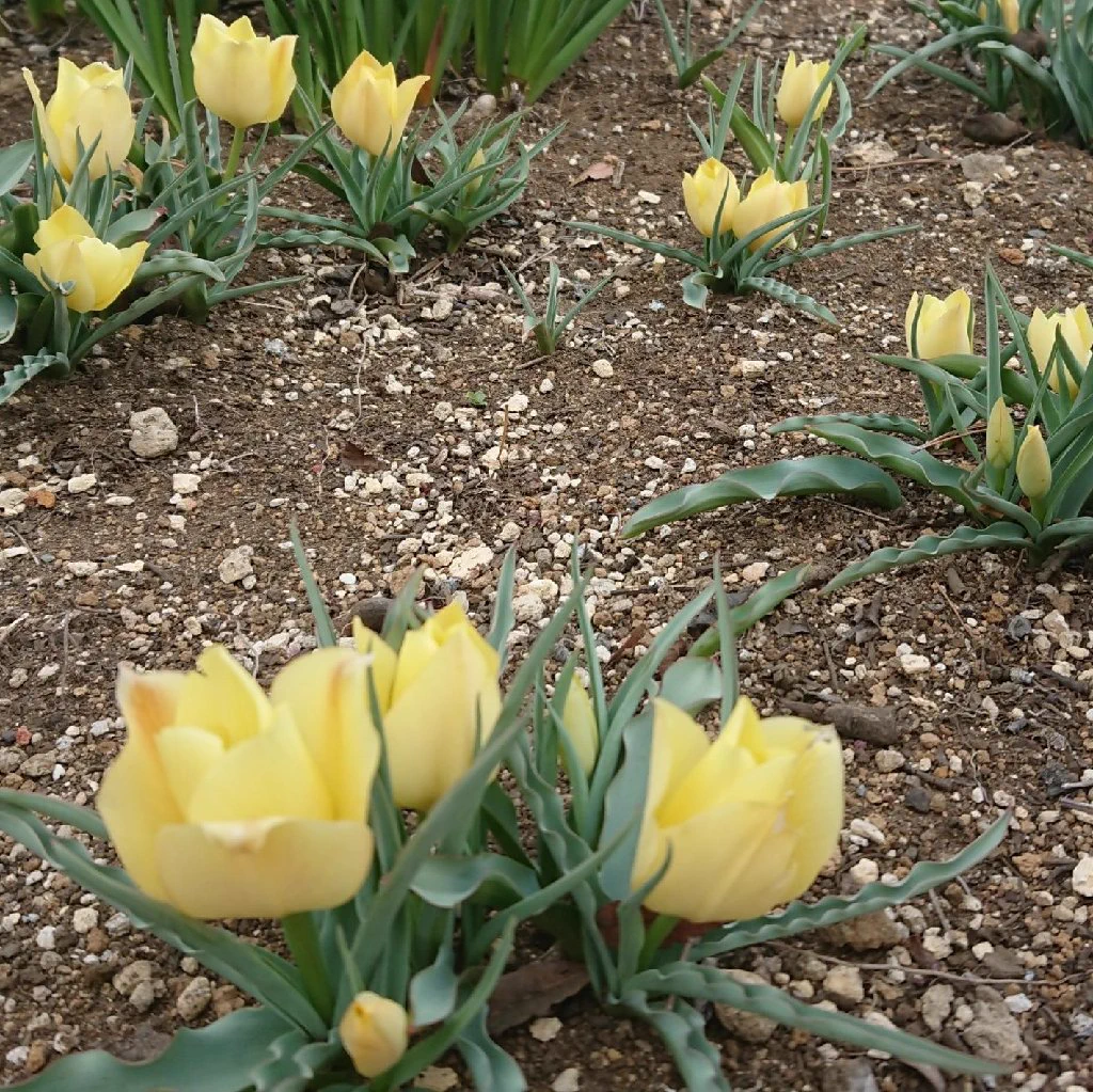 @tomokohokyo 似ているけど、これかしら？
東京の都立薬用植物園で撮影しました。 