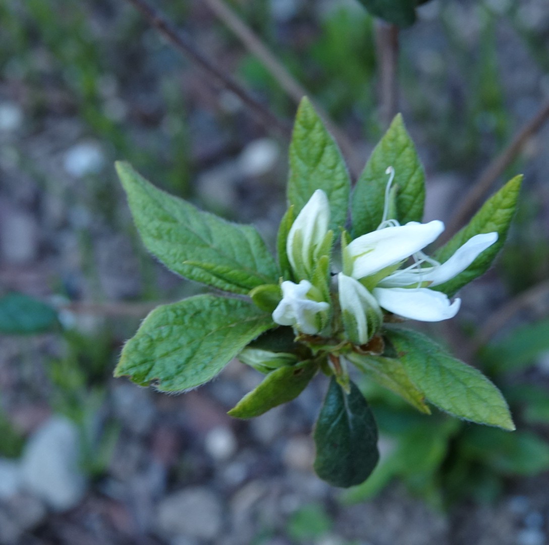 やまぼうし 季語 さみどり 早緑 若草色 若葉色 彼岸 仲春 この季語を辿るうち泊舟という情景と出会う これから初夏に向けて新緑もまばゆくなるので光景と情景の違いを何かと考察してみたい T Co Qe9bkouzmh Twitter