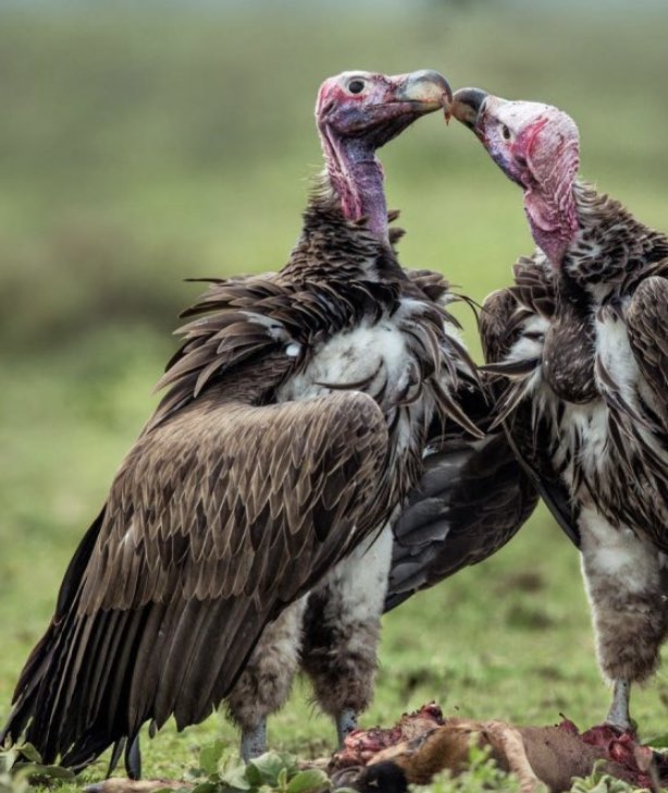 Black Vultures mate for life and have been known to attack other vultures for philandering. Both parents incubate the eggs, alternating in 24 hour shifts, & contribute to feeding their babies for 8 months. Researchers have even done DNA tests on offspring to confirm fidelity.