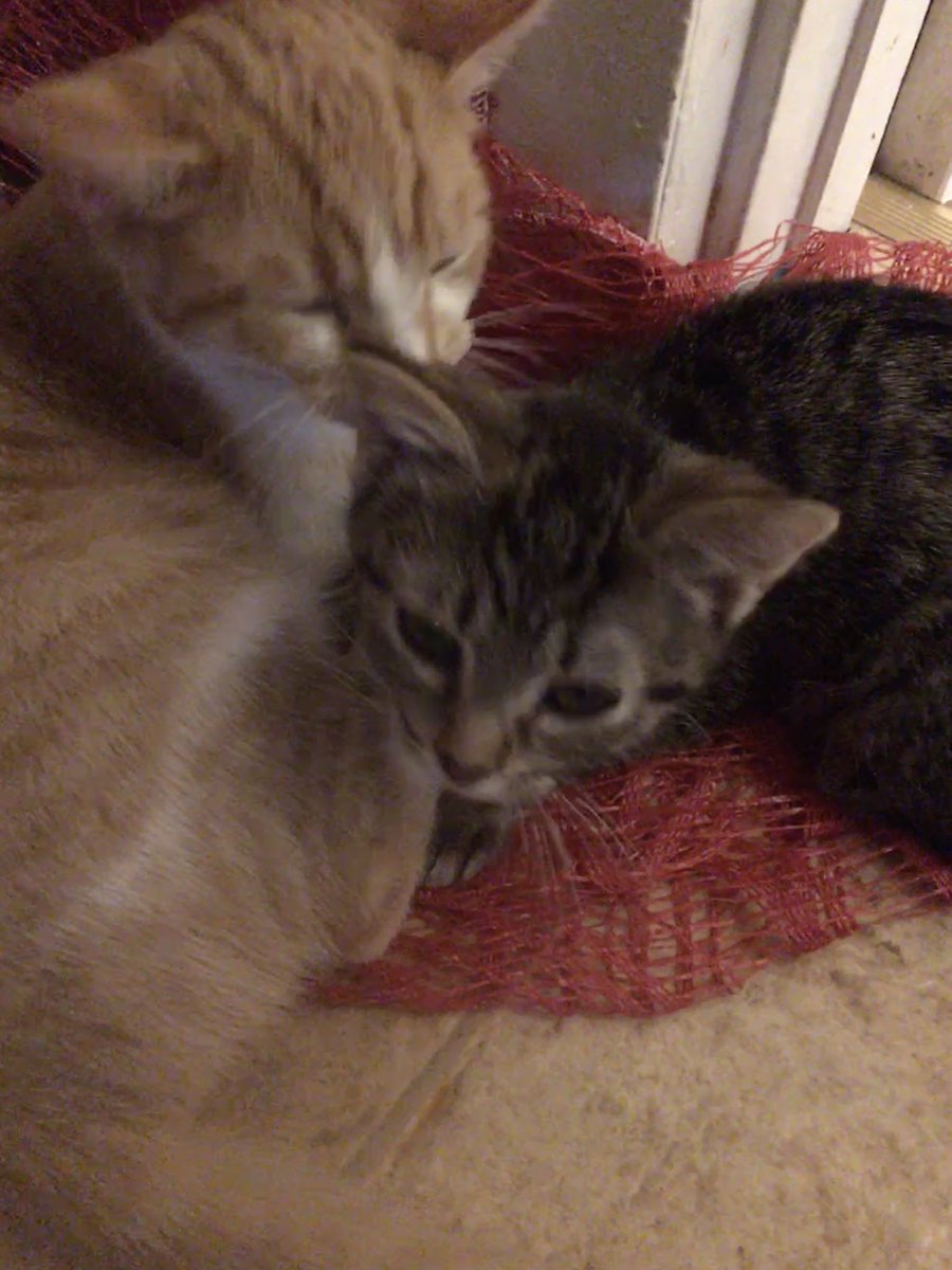 JMCraigauthor's tweet photo. @IfeOshun My fur babies Tobi (tabby) and Rosco (orange and white). Couldn’t imagine life without them! https://t.co/s5Li8YVil1