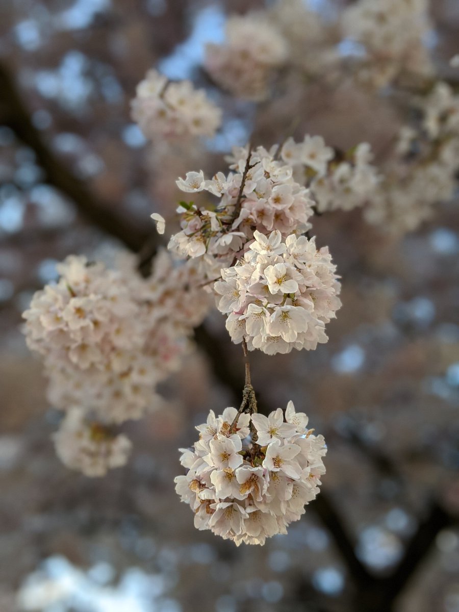 In this suddenly warmer weather the flowers are turning full white. Starting to see petals on the ground.  #CherryBlossoms  #CherryBlossomDaily