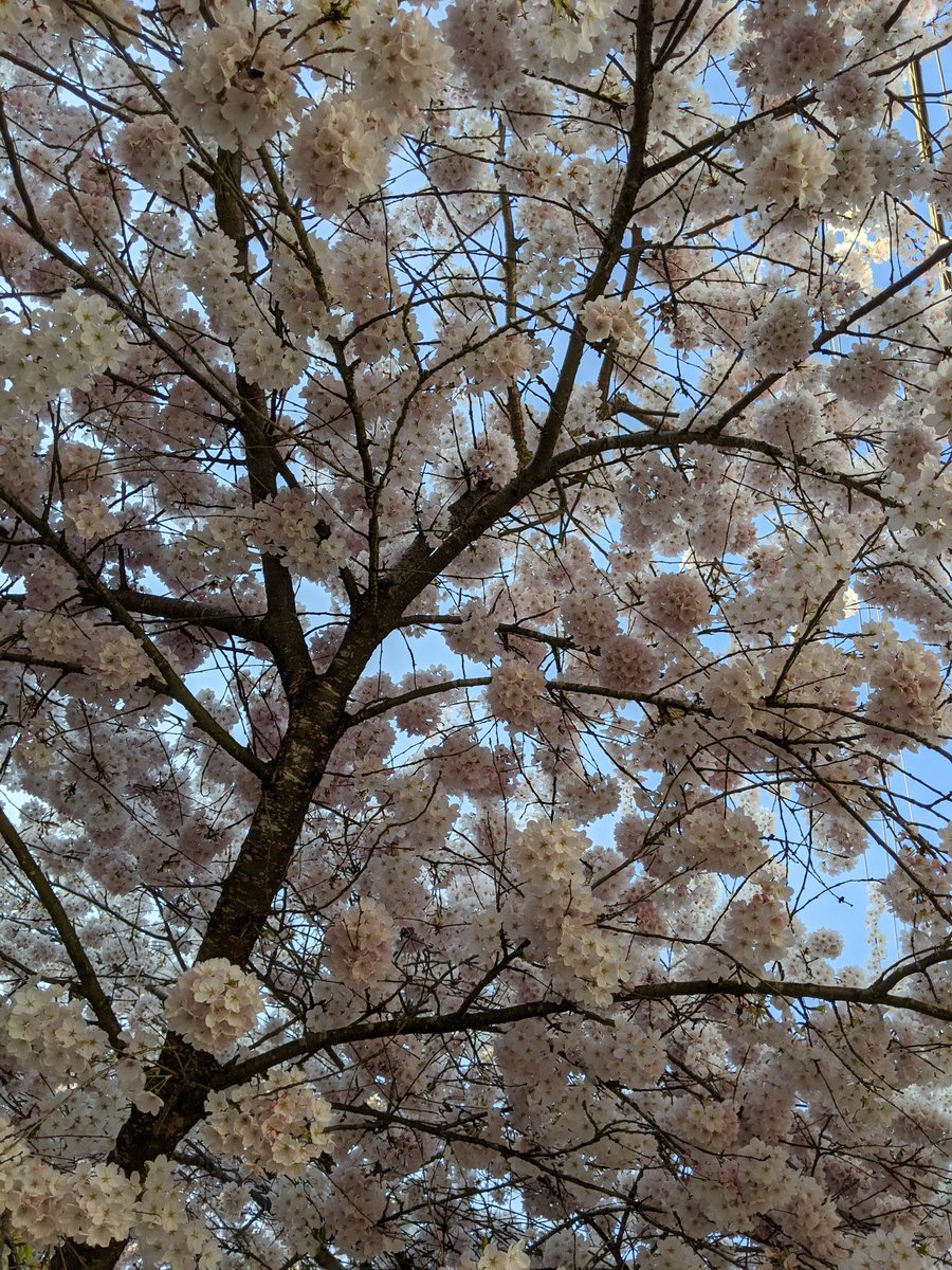 In this suddenly warmer weather the flowers are turning full white. Starting to see petals on the ground.  #CherryBlossoms  #CherryBlossomDaily