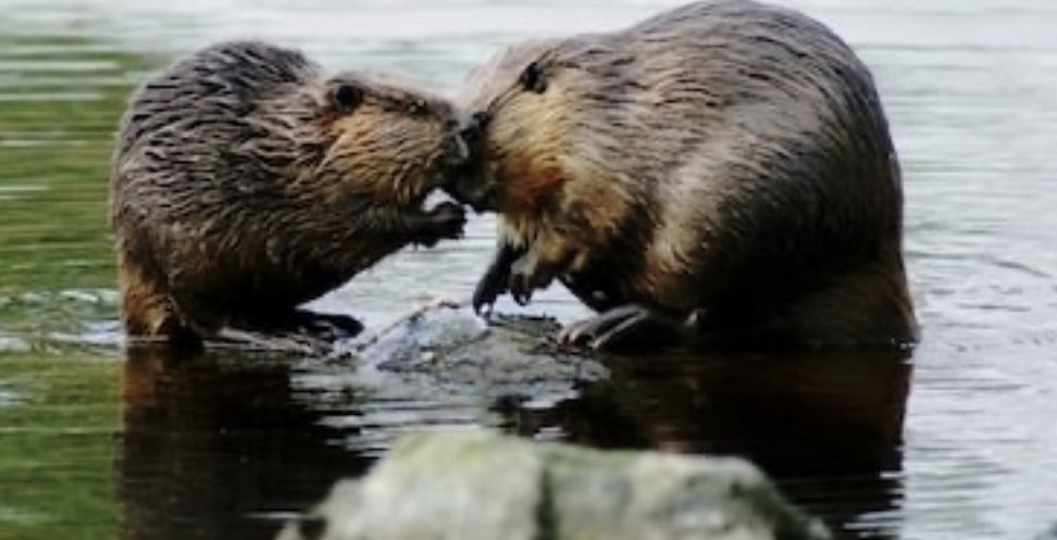 Beavers live in colonies that are used to raise children and are known to maintain relationships for entirety of their adults lives; up to 20 years. Children also live in their parents dam for 2 years before leaving to start families of their own.