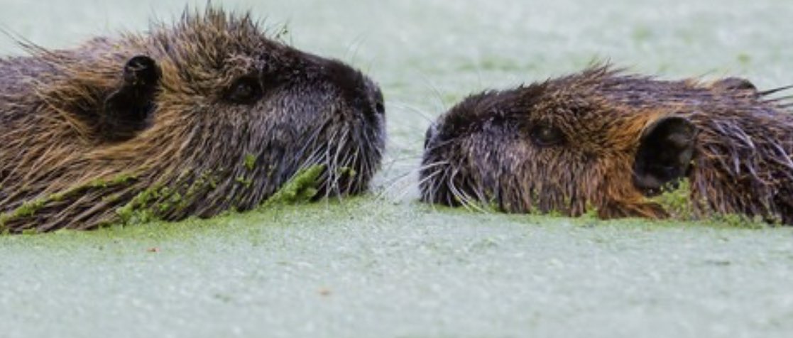 Beavers live in colonies that are used to raise children and are known to maintain relationships for entirety of their adults lives; up to 20 years. Children also live in their parents dam for 2 years before leaving to start families of their own.