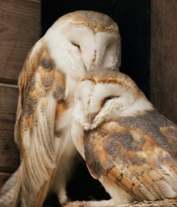 Barn Owls are another bird which mates for life. They especially focus on courtship, where they present their female with extra prey for the duration of a month (leading up to her laying eggs)