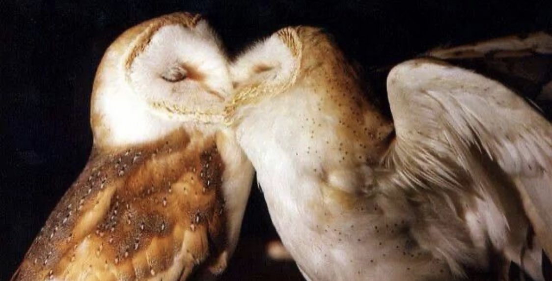 Barn Owls are another bird which mates for life. They especially focus on courtship, where they present their female with extra prey for the duration of a month (leading up to her laying eggs)