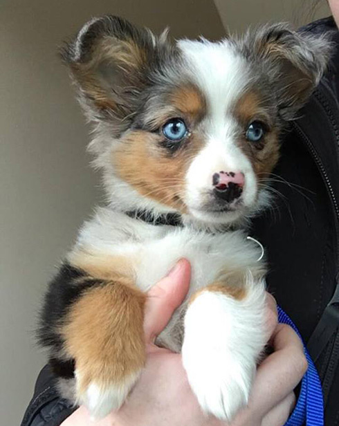 colorfuldogs's tweet photo. “No symphony orchestra ever played music like a two-year-old girl laughing with a puppy.” ~ Bern Williams

#quotes #puppies #puppylove 

https://t.co/rUzDPwF34R https://t.co/EMAlTY0KPg