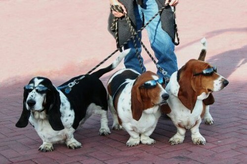 imgsEngracadas's tweet photo. Cachorros da máfia - https://t.co/2L88L59ZKH https://t.co/nDVya8FyVx