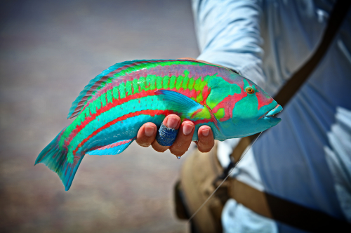 imgsEngracadas's tweet photo. Seria esse o peixe arco íris? - https://t.co/jLiDKCljxj https://t.co/1OYaGzBIqm