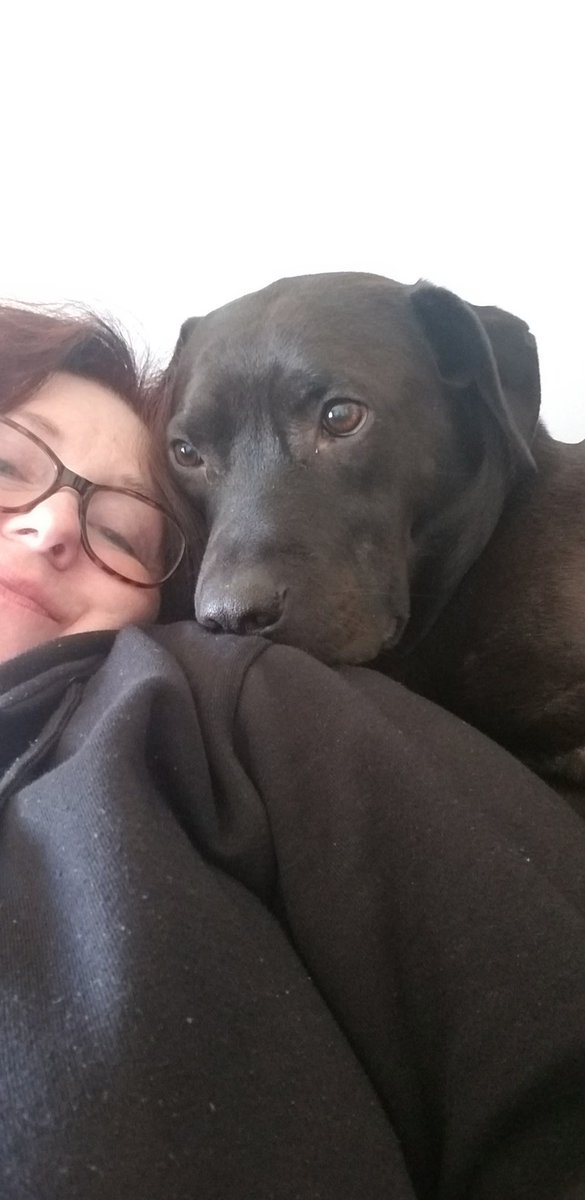 cherann49's tweet photo. Rescuemum had her birthday today! Quarantine scene included meatballs and chocolate cake and great (human and dog) company! #blacklabs #labpitt #rescuedog #birthdayinquarantine https://t.co/Ymz2ZdD0T6