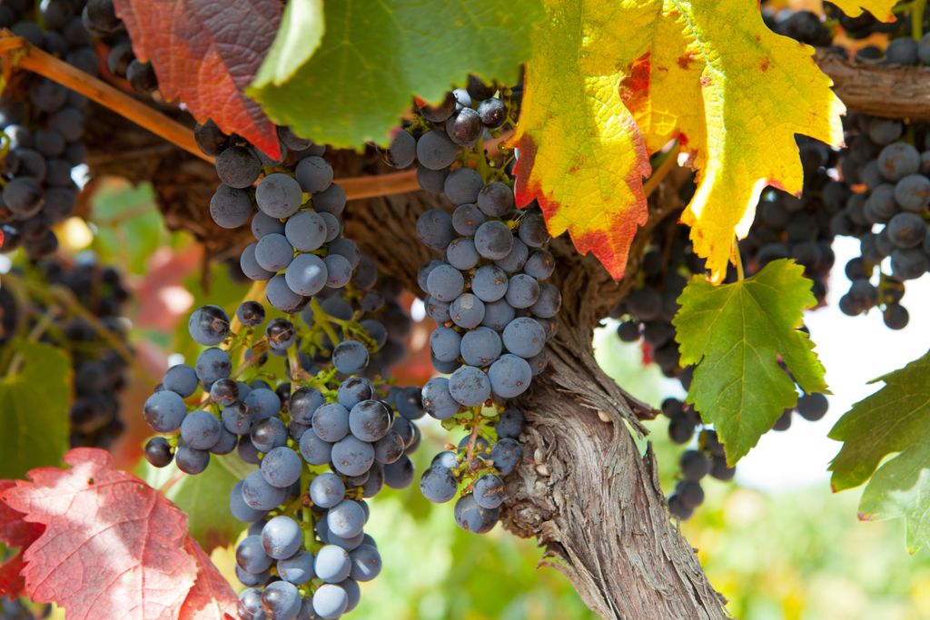 bizeez's tweet photo. Savvy Ways to Increase DTC Wine Sales in 2020 https://t.co/5VAm6Xgc0b #WineMarketing https://t.co/BFhEST9dl1