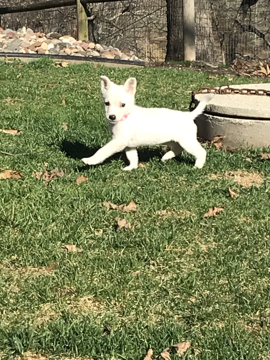 Wow has borrowed a teaching assistant for our dog training project. This is Phoenix, a 10 week old mixed breed puppy who will demonstrating how to get a well behaved dog and then will be looking for her forever home through Bichons and Little Buddies Rescue.