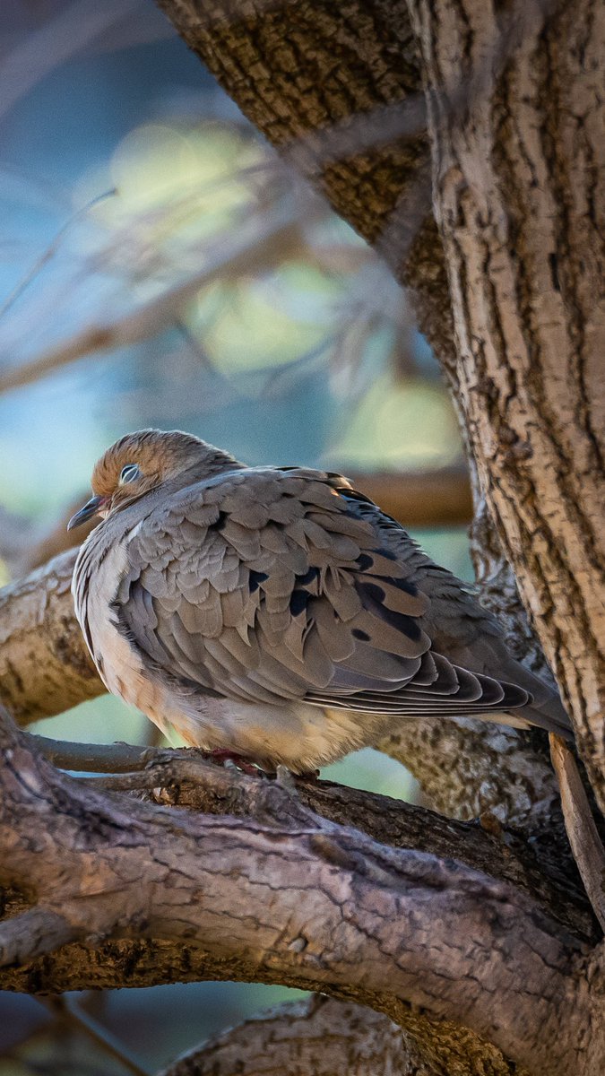 ksadbell's tweet photo. Seems to be lots of mourning doves around - and they're kinda slow, so easy to get a picture.
PS - I'm running out of things to photograph around the yard.
Over on the Instagram, I've asked for ideas - I will dig through the archives for content! Submit your requests! 😂 https://t.co/j7P00W8Luu