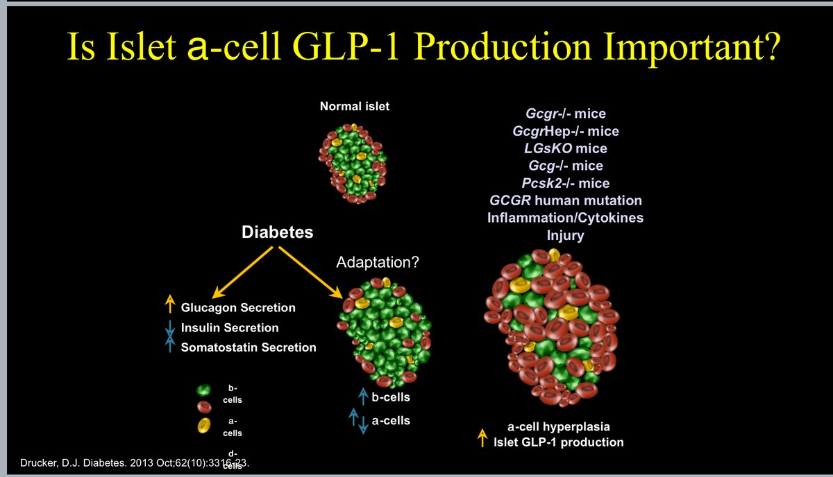 Lots of evidence indicates that the pancreas can upregulate the synthesis of bioactive GLP-1. Is this physiologically relevant? It can be difficult to tell with certainty