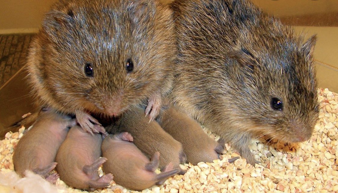 Prairie voles, a small rodent, will remain with the mate they lost their virginity to. They spend a lot of time cuddling and also share responsibility in raising young ones.