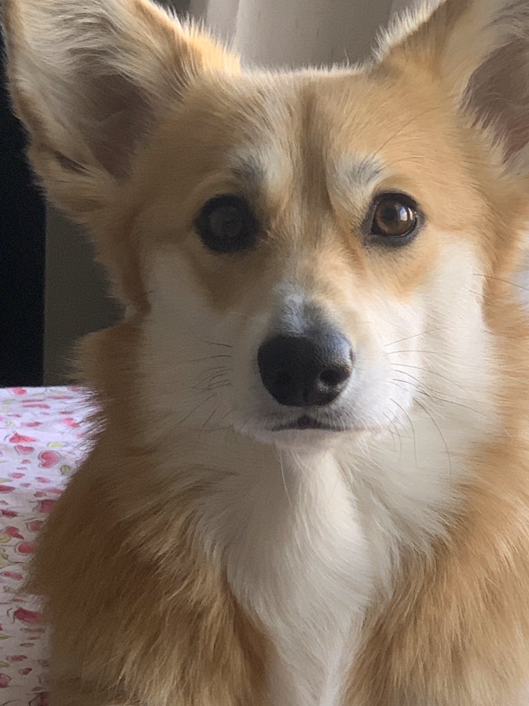 SpagSafety's tweet photo. @TeamCorgiBrand https://t.co/5iyM9jkkIk