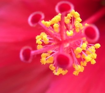 evorbachcollins's tweet image. Stigma of th hibiscus flower taken with a cheap clip-on macro lens on my phone. Reminded me of the coronavirus. #WhatIAmLearningInQuarantine #WritingCommunity