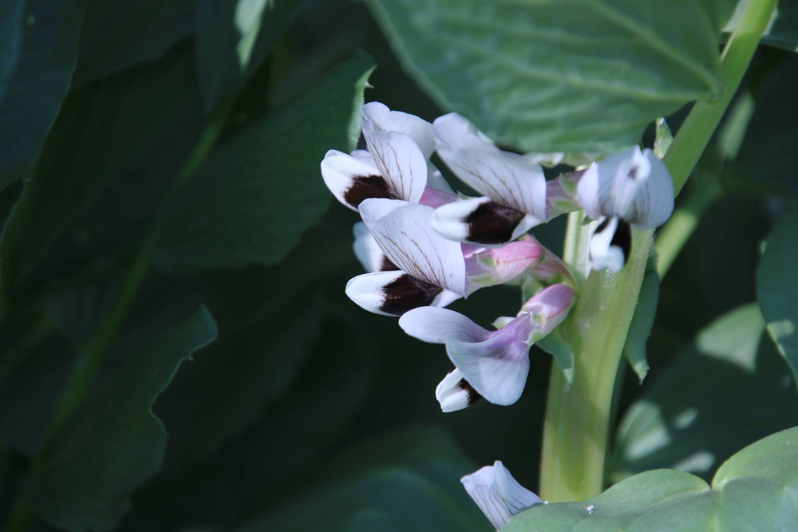 Yoko Ito ソラマメ いつもの恩多川沿いの畑で 空豆の花が満開 黒の部分が印象的 花 Flower ソラマメ 蚕豆 空豆 Viciafaba Broadbean Favabean マメ科ソラマメ属 Flowerphoto T Co Gbin4vezn1 Twitter