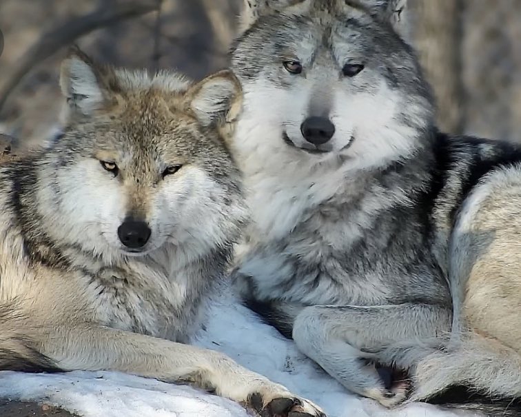 The Gray wolf forms an alpha male/alpha female hierarchy and mates for life, claiming exclusive mating rights during breeding season.