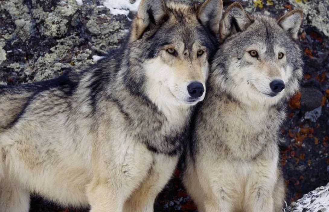 The Gray wolf forms an alpha male/alpha female hierarchy and mates for life, claiming exclusive mating rights during breeding season.