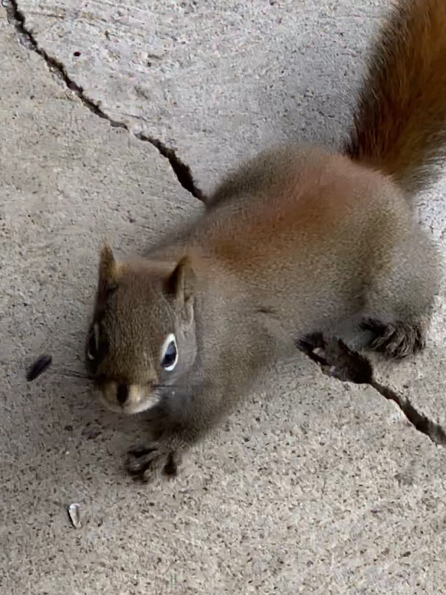 Virtual_Skwerl's tweet photo. Meet Joey! A #happy #healthy #AmericanRed #squirrel who lost his mom within days of his birth. This little orphan is alive and well due to #wildlife #rehabilitation. Heβs wild and free now, living in the forest. Heβs also a cocky little guy, just the way he should be!! π #LoveIs https://t.co/SmCY5x7AMK
