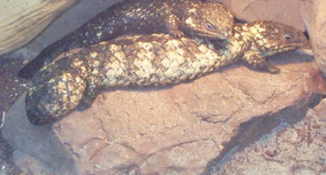 The Shingleback skink, a lizard native to Australia, returns to the same partner for mating season every year. The male will woo the female by licking and caressing her and their partnership could last more than 20 years.