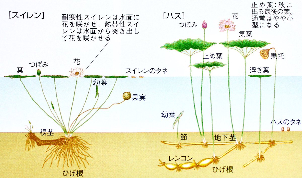 中島由起子 Yukiko Nakajima 蓮の茎は トゲトゲしています 蓮糸は一定の強度があります けれどとても弱く 負担がかかると すぐに切れてしまいます T Co Gdv5whdj5l Twitter