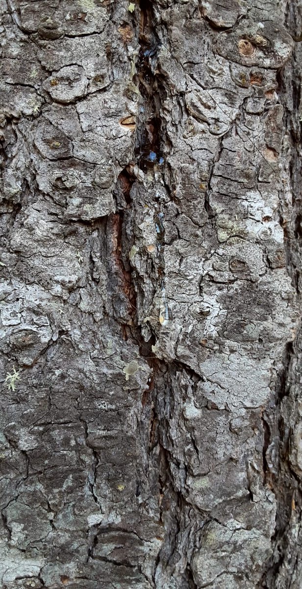 When I was little we'd play in the big pines & get covered in clear sticky gunk, it stuck good and it didn't come off. We called it sap, but its also called resin or pitch. Its produced by pine trees, and other plants, when they're injured. This pic has fresh resin drips 3/n