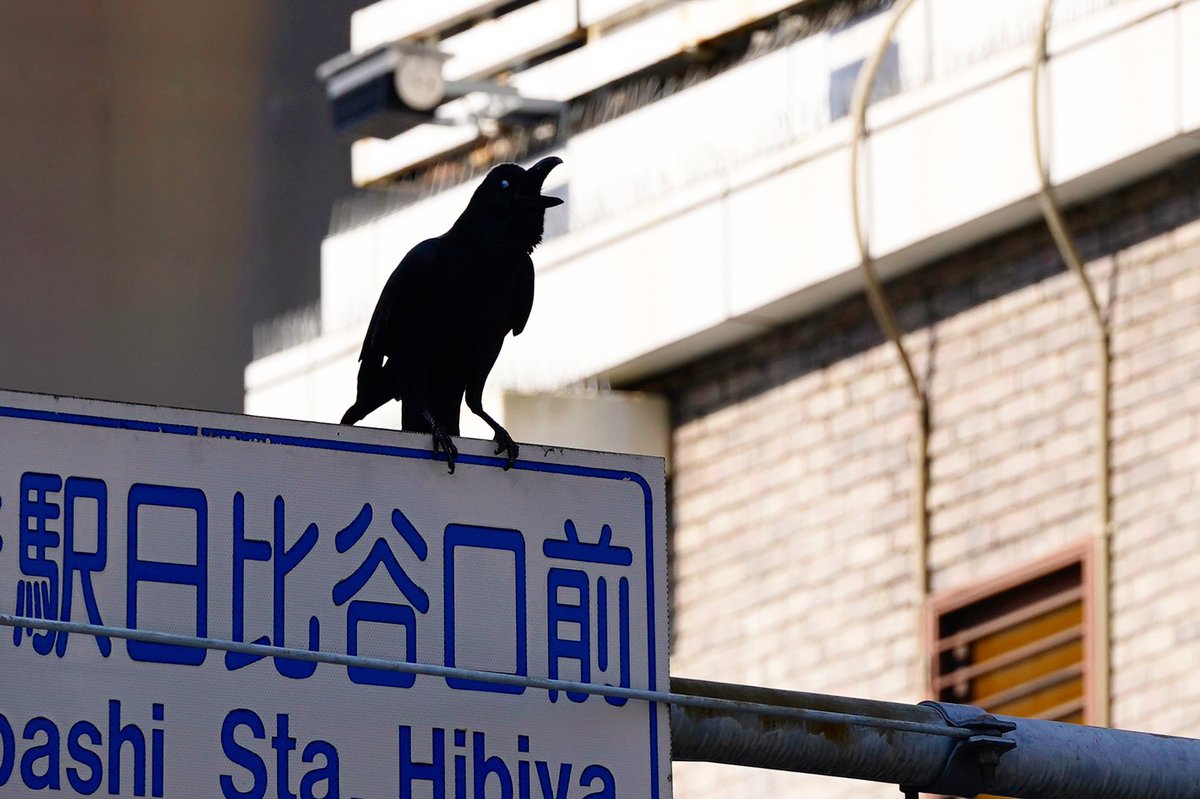 toruhanai's tweet photo. Hana散歩📷🐧 緊急事態宣言後取材中 #カラスの目が光る #onassingment #stateofemergency #tokyostateofemergency #crowdsinging #toruhanai #hana散歩 https://t.co/rUNPivBsBz