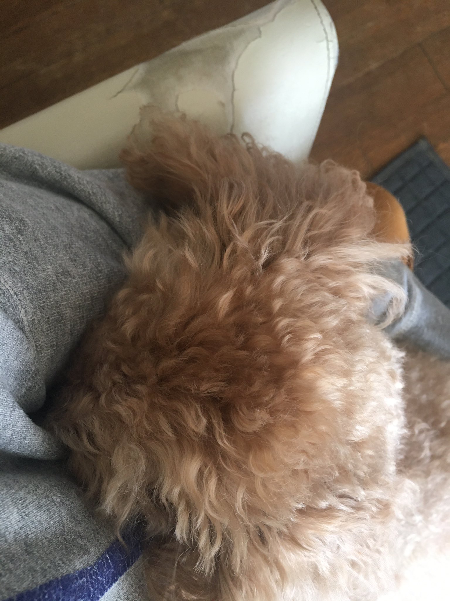 笹丸 仕事中の人間のワキに顔を埋める犬 臭いからやめな T Co Av03uvtngn Twitter