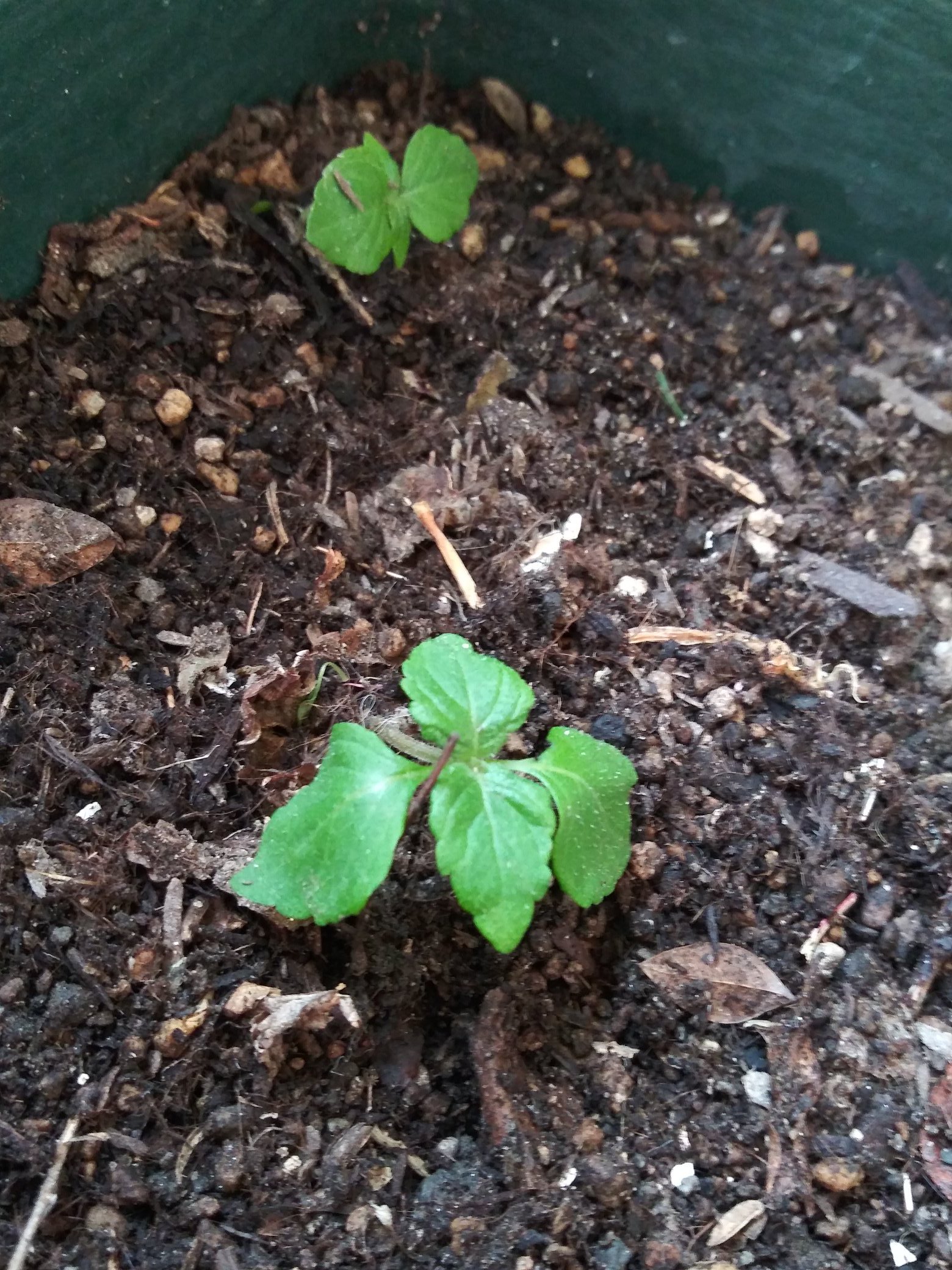 Maria 大葉 去年植えていたプランターで発芽してました 今年は苗を買わなくて良さそうです 大葉 青じそ T Co 3qewnos533 Twitter