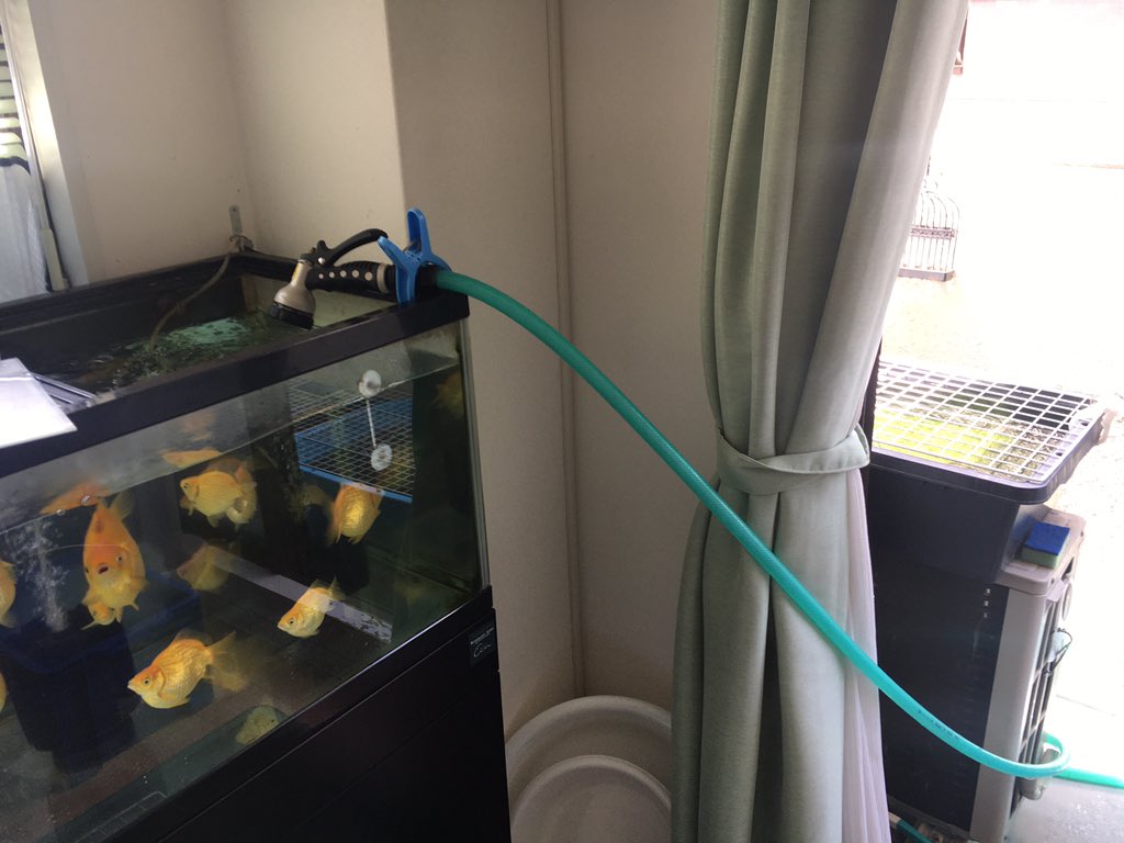 こもうり 低浮上 水換え中 2階だけどベランダに蛇口あるので恵まれてますᕕ ᐛ ᕗ 排水もバスポンプでベランダへじゃーっと