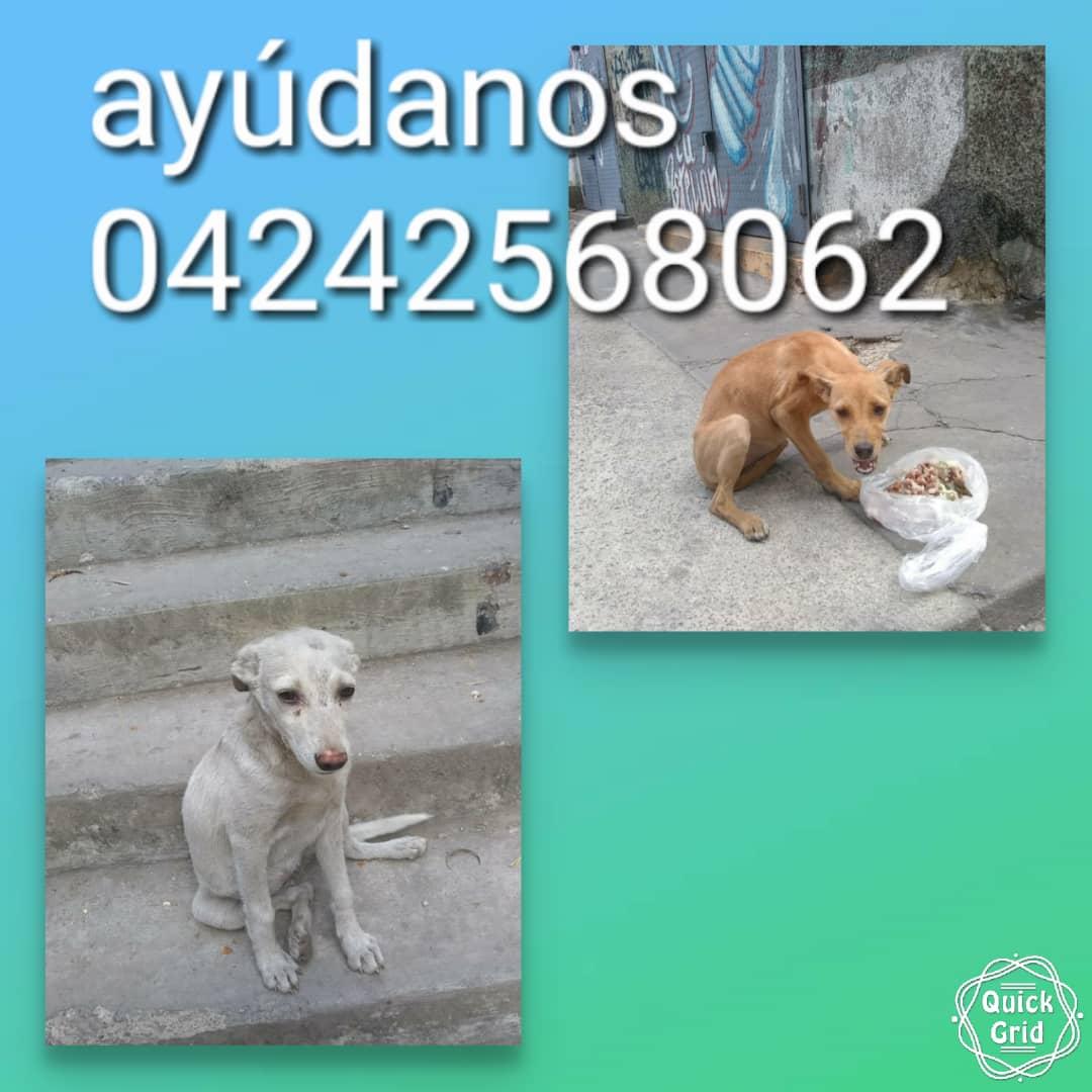 PerroUsuario's tweet photo. Necesitan un hogar con urgencia. Corren peligro RT @tistjmay: Merecen un hogar son hembritas  https://t.co/3dYno4Ny8j