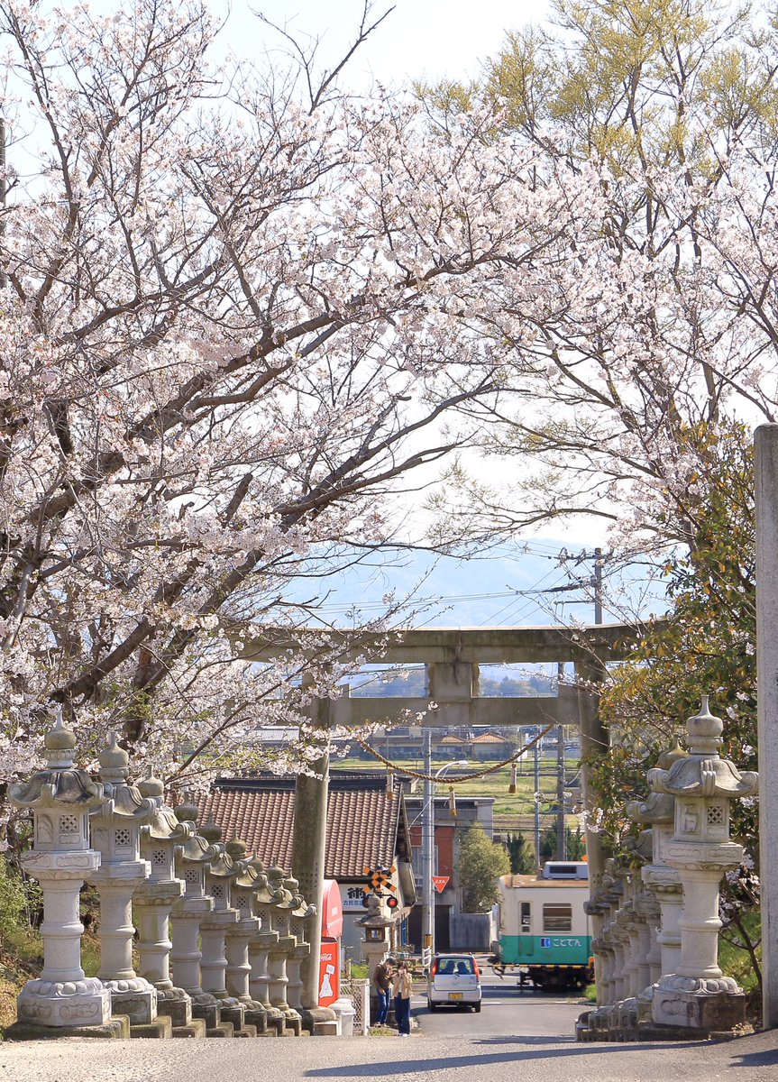 群馬大学 医学部写真部 公式 白山神社と桜と琴電 インドア花見 インドア花見 桜