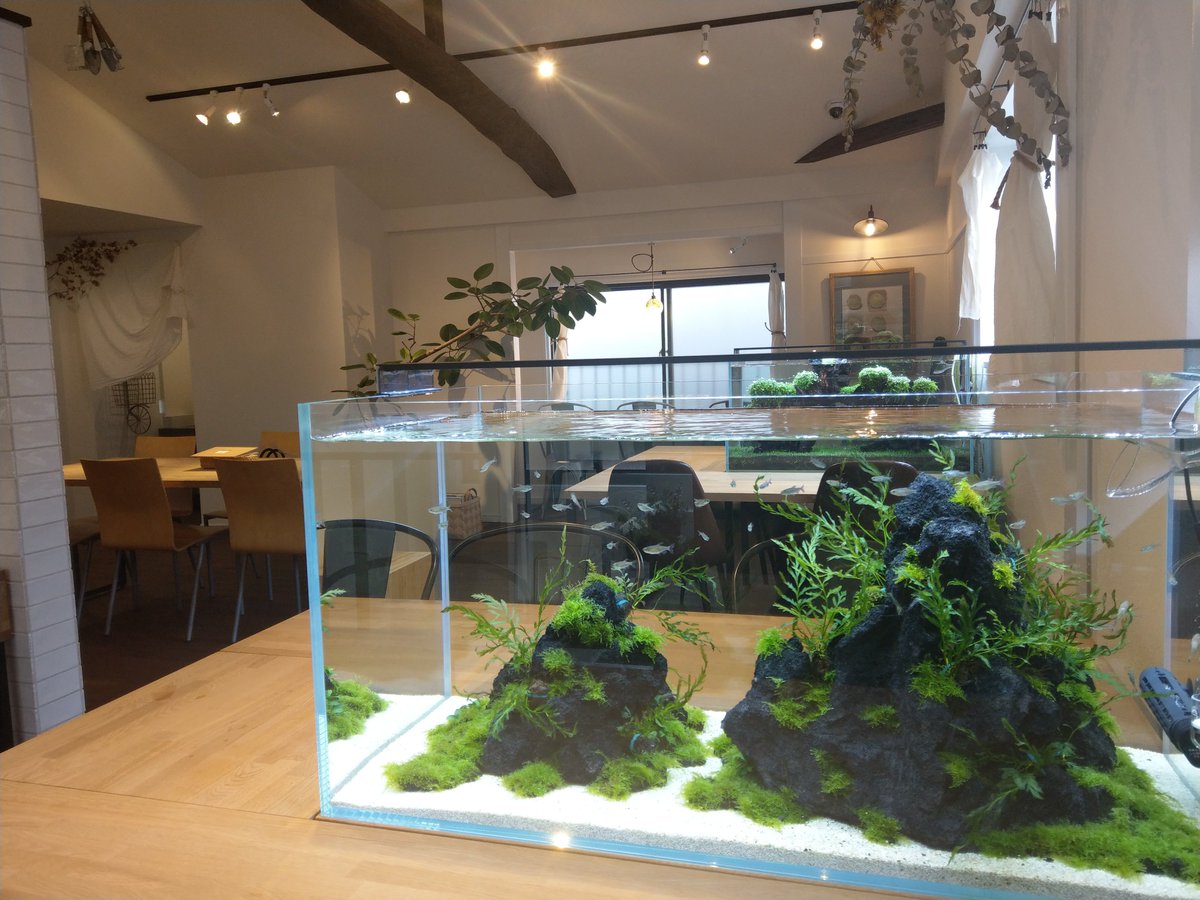 みろる 新しい喫茶店に来てみました 少しワクワク でもテーブルの上に水槽があって 少しドキドキ